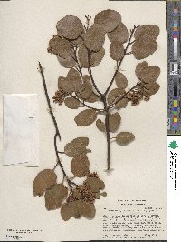 Arctostaphylos patula image