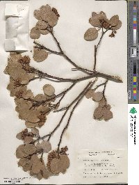 Arctostaphylos patula image