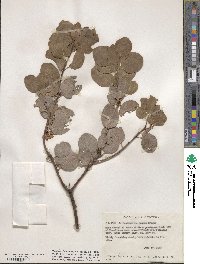 Arctostaphylos patula image