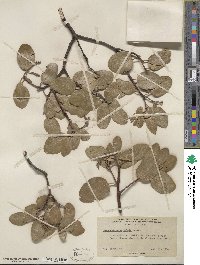 Arctostaphylos patula image