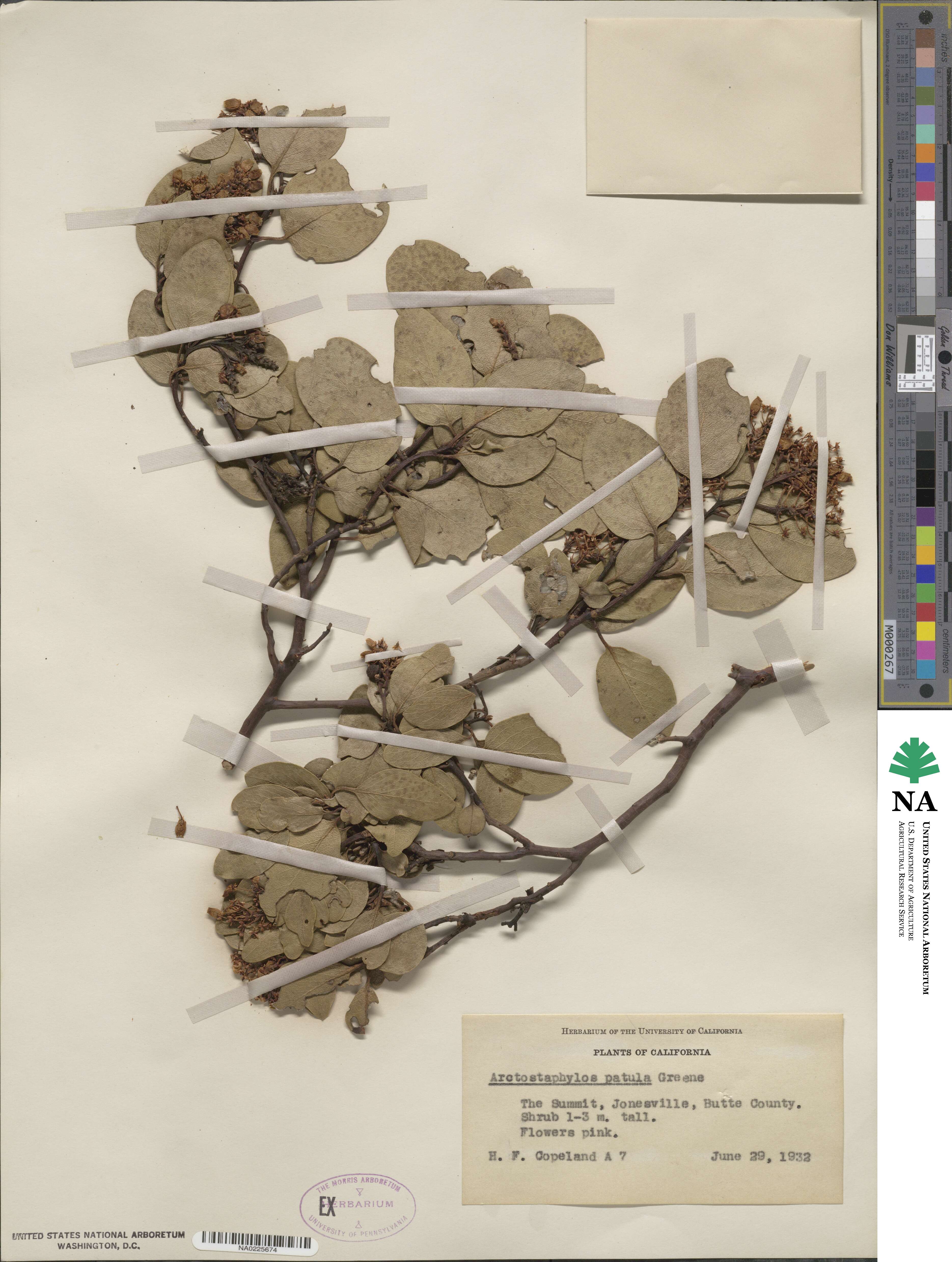 Arctostaphylos patula image