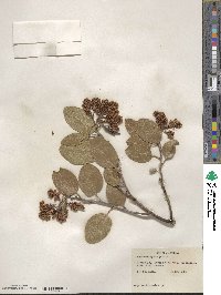 Arctostaphylos patula image