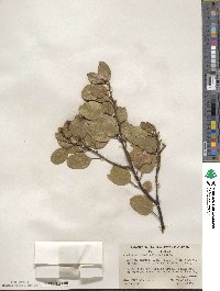 Arctostaphylos patula image