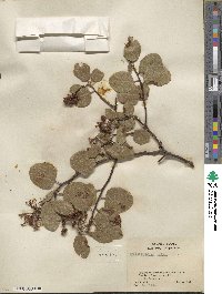 Arctostaphylos patula image