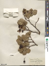 Arctostaphylos patula image