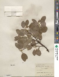 Arctostaphylos patula image