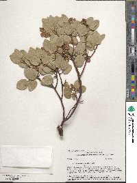 Arctostaphylos patula image