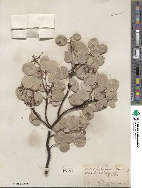 Arctostaphylos patula image