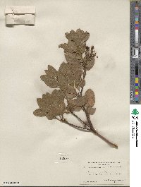 Arctostaphylos patula image