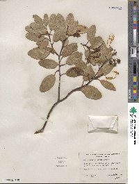 Arctostaphylos patula image