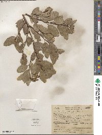 Arctostaphylos patula image