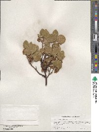 Arctostaphylos patula image