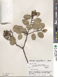 Arctostaphylos patula image