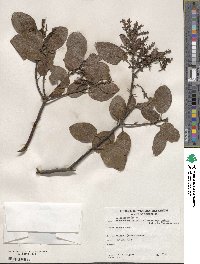 Arctostaphylos patula image