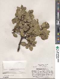 Arctostaphylos patula image