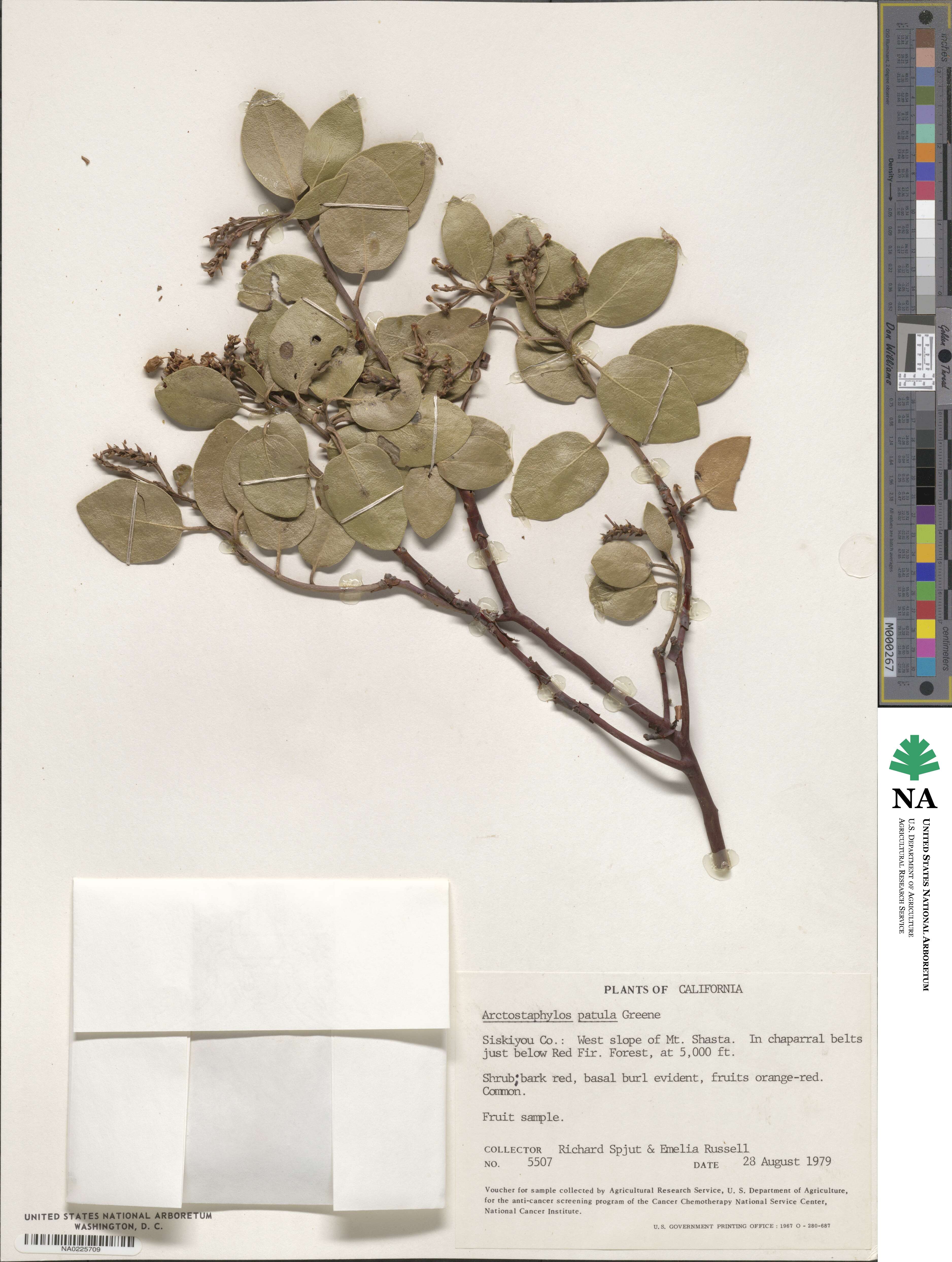 Arctostaphylos patula image