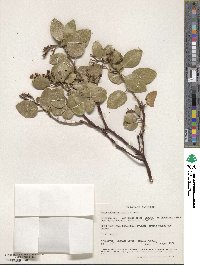 Arctostaphylos patula image