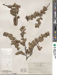 Arctostaphylos viridissima image