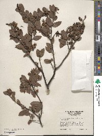 Arctostaphylos pilosula image