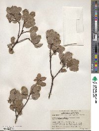 Arctostaphylos pilosula image