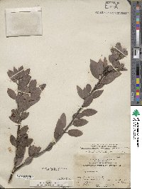 Arctostaphylos pilosula image