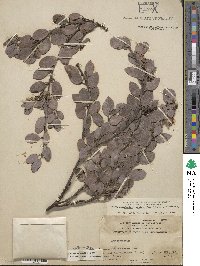 Arctostaphylos pilosula image