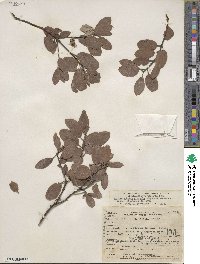 Arctostaphylos pilosula image