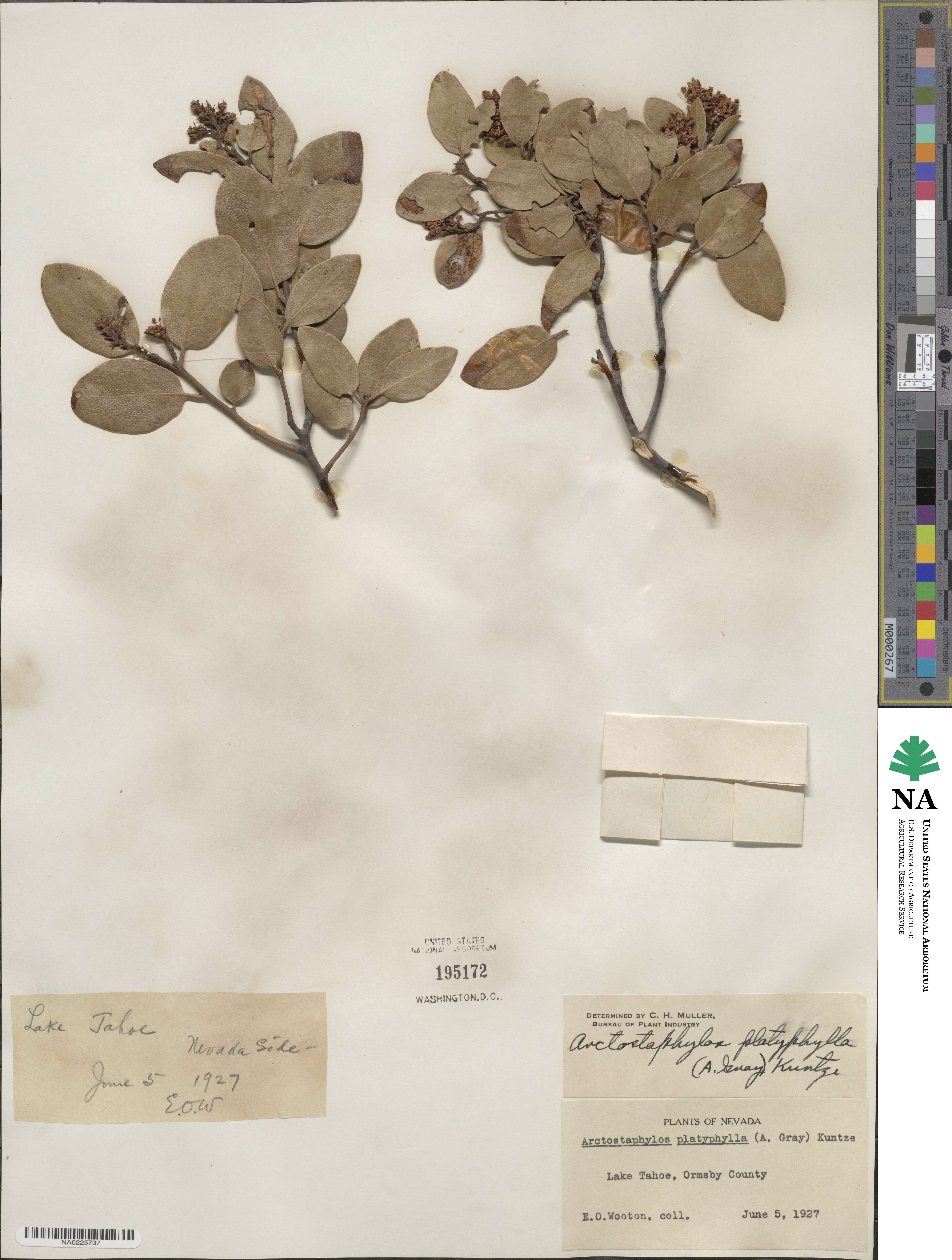 Arctostaphylos bakeri subsp. bakeri image