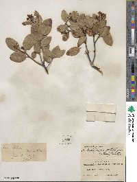 Arctostaphylos bakeri subsp. bakeri image