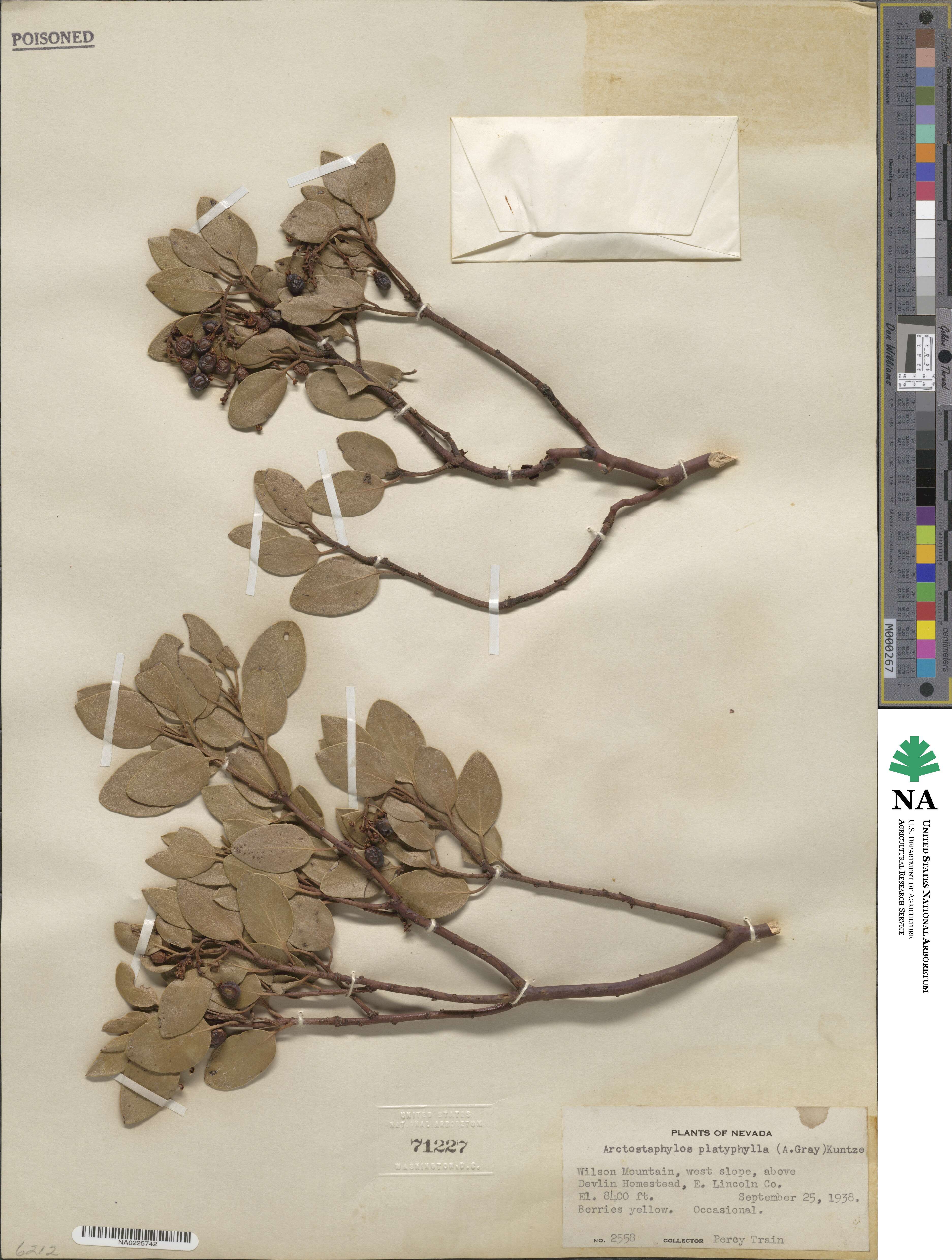 Arctostaphylos bakeri subsp. bakeri image