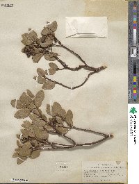 Arctostaphylos bakeri subsp. bakeri image