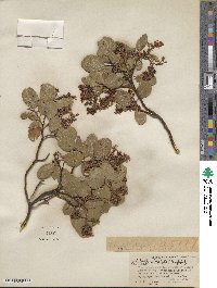 Arctostaphylos bakeri image