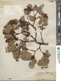 Arctostaphylos bakeri subsp. bakeri image