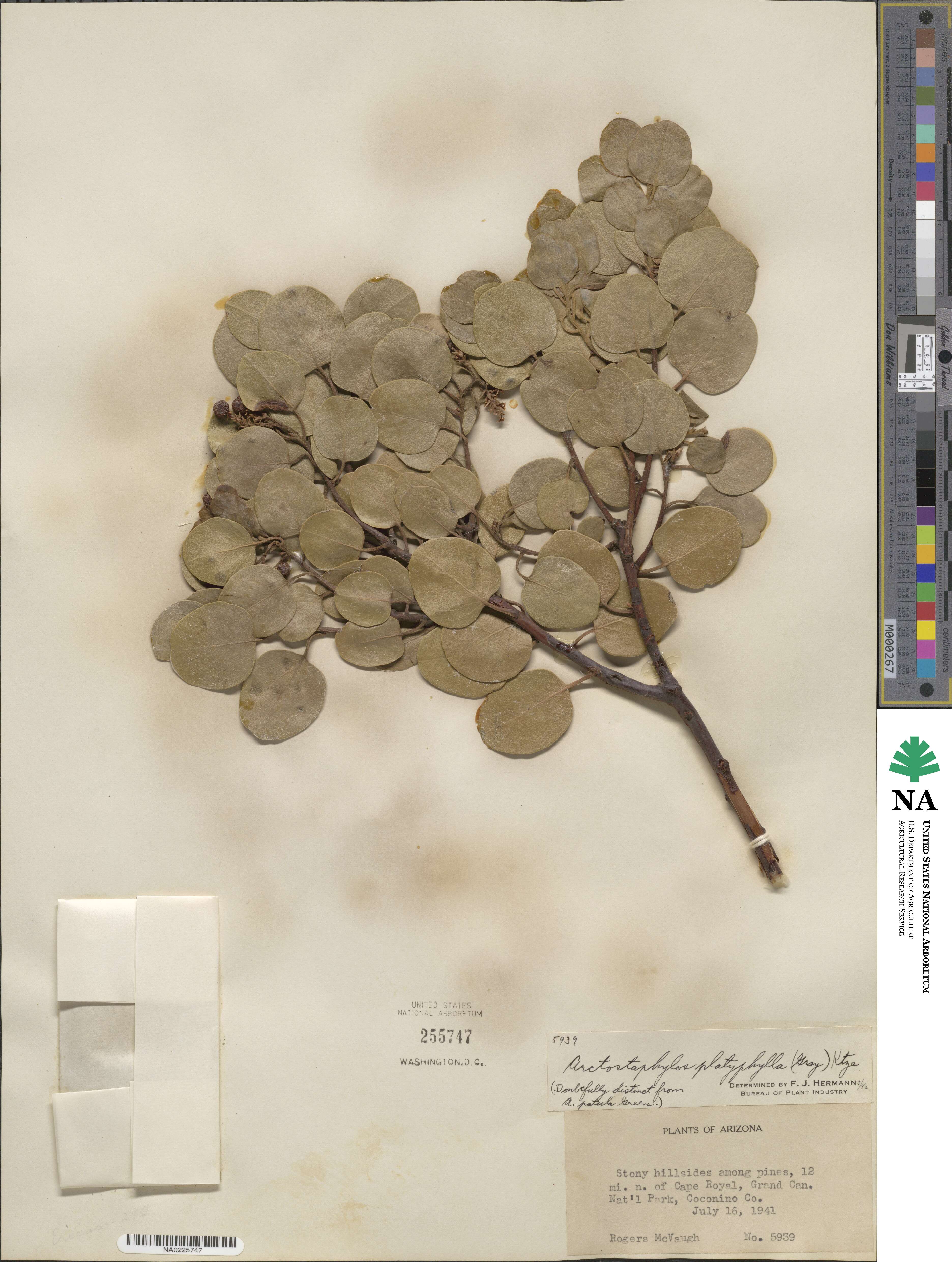 Arctostaphylos bakeri subsp. bakeri image