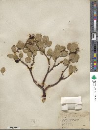 Arctostaphylos bakeri image