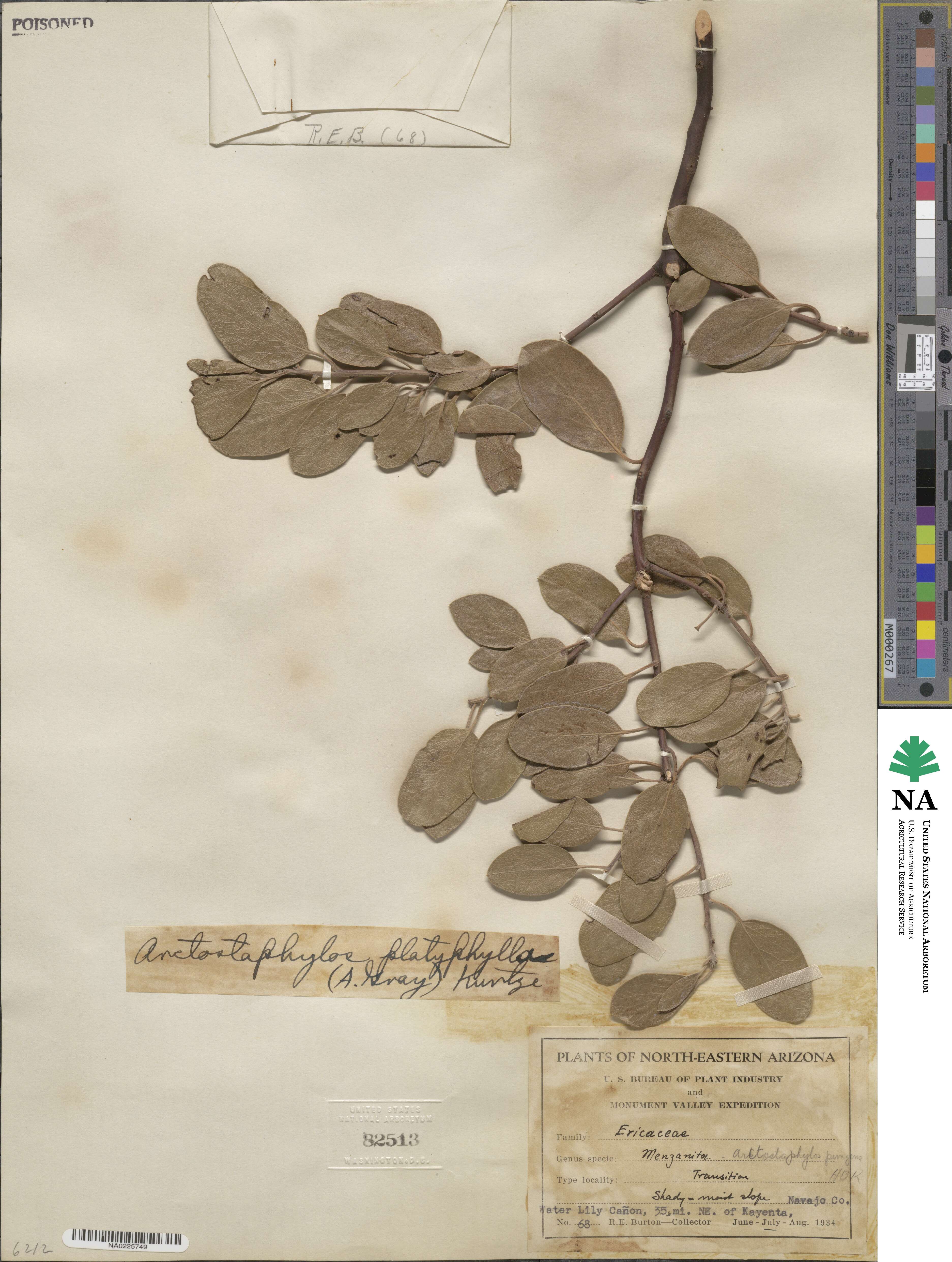 Arctostaphylos bakeri subsp. bakeri image