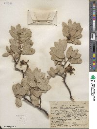 Arctostaphylos pringlei image