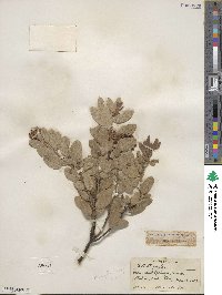 Arctostaphylos pringlei image