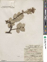 Arctostaphylos pringlei subsp. drupacea image