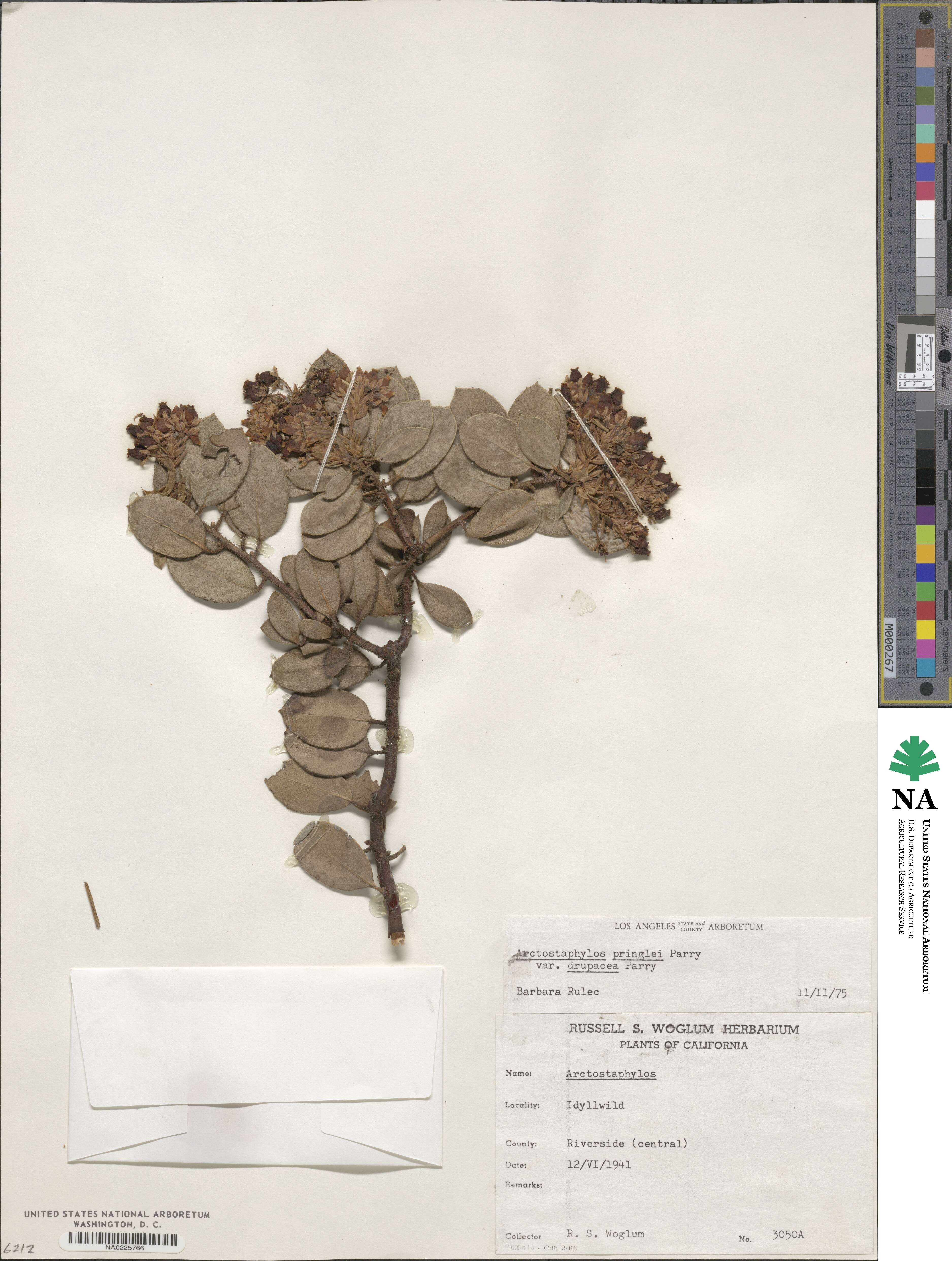 Arctostaphylos pringlei subsp. drupacea image