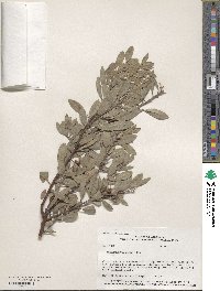 Image of Arctostaphylos pungens