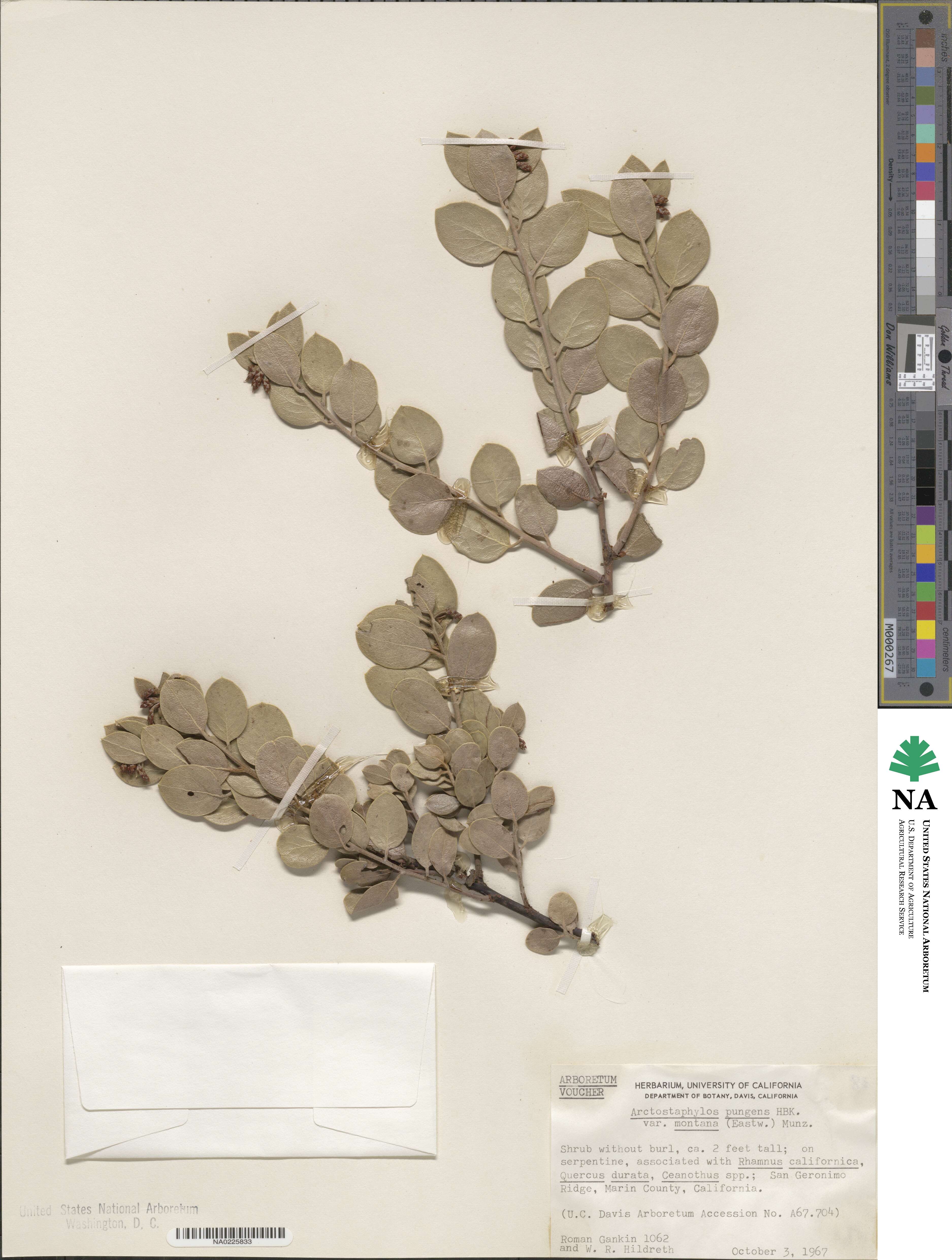 Arctostaphylos hookeri subsp. montana image