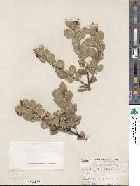 Arctostaphylos hookeri image