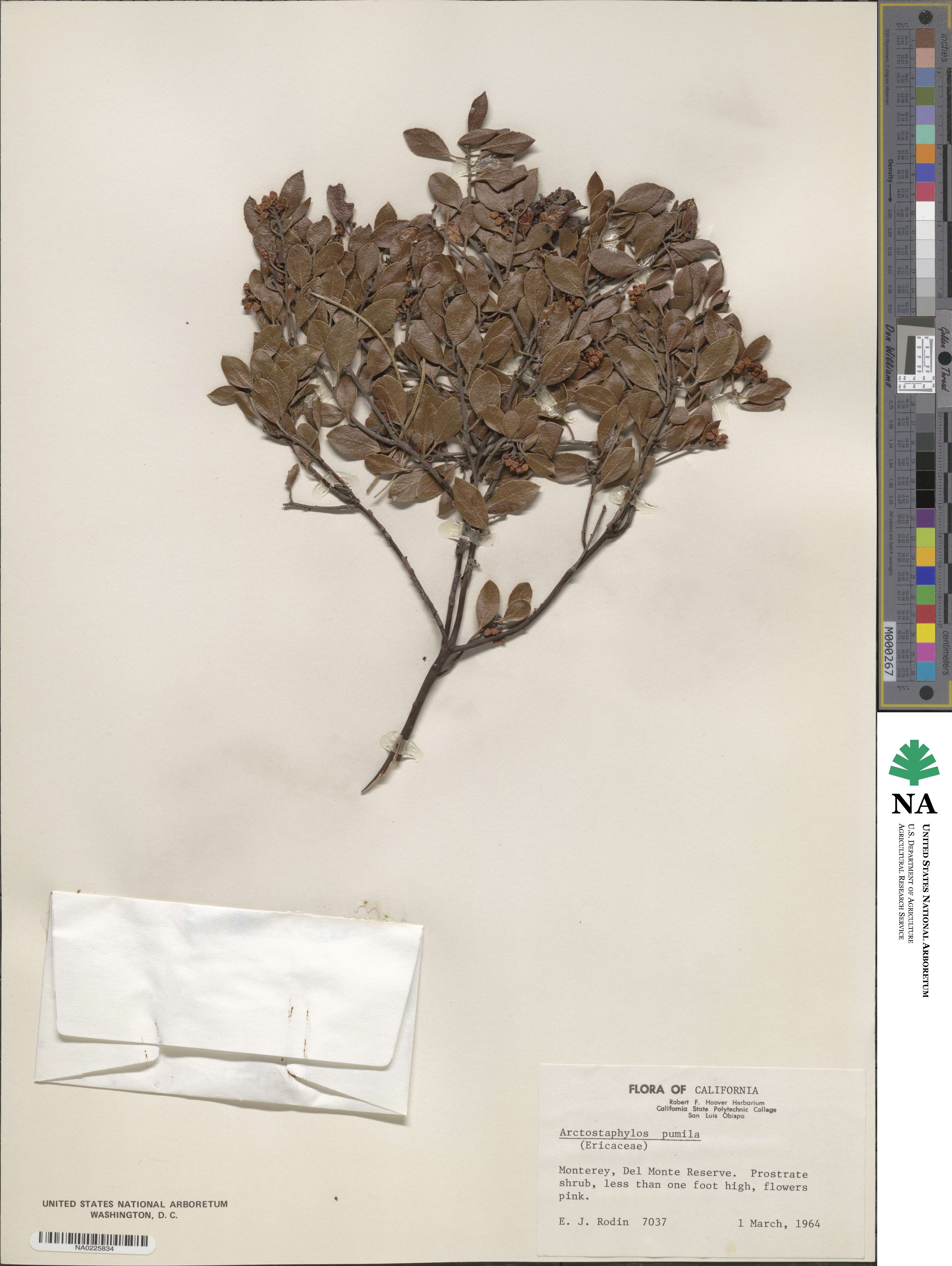 Arctostaphylos pumila image