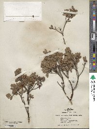 Arctostaphylos pumila image