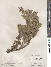 Arctostaphylos pumila image