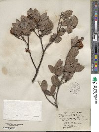 Arctostaphylos crustacea subsp. rosei image