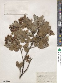 Arctostaphylos crustacea subsp. rosei image