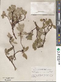 Arctostaphylos rubra image