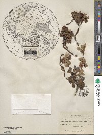 Arctostaphylos rubra image